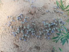 Eryngium diffusum