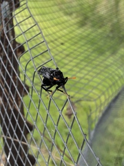 Cimbicidae