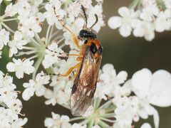 Turnip Sawfly