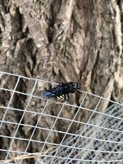 Cimbicidae