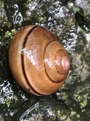 Helminthoglypta nickliniana