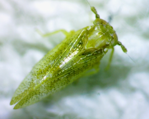 Stobaera pallida