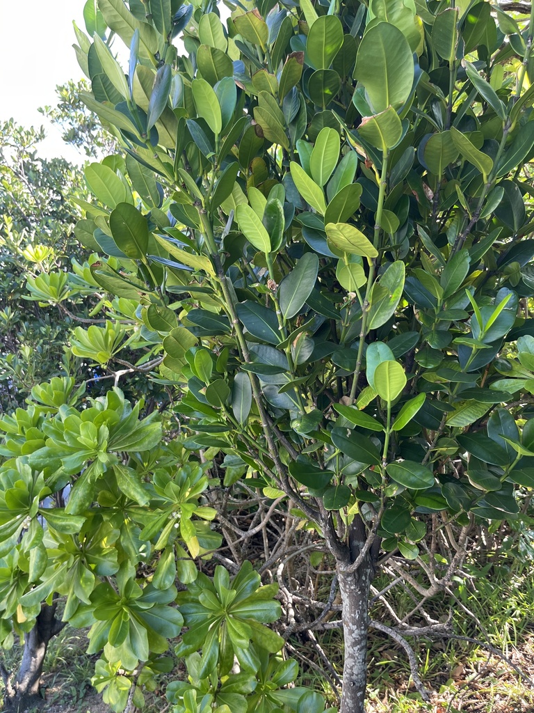 Garcinia subelliptica, Park, Ginowan, Okinawa, JP