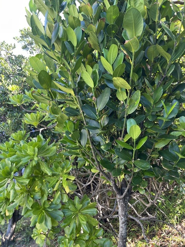 Garcinia subelliptica