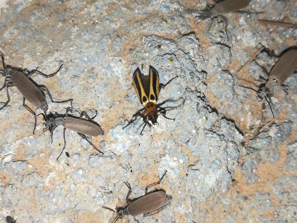 Pyrota Lineata Pyrota from Hidalgo, Coah., Mexico on June 3, 2019 at 05:30 AM by ...