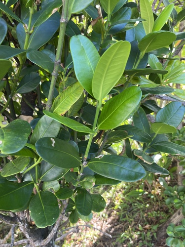 Image of Garcinia subelliptica by (c) Lena Struwe, some rights reserved (CC BY-SA)