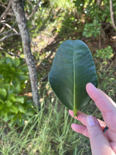 Garcinia subelliptica