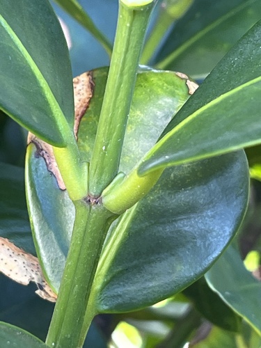 Garcinia subelliptica