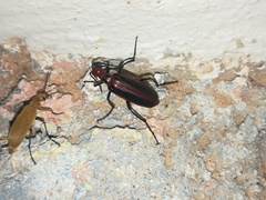 Pyrota tenuicostatis