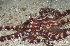 Mimic Octopus