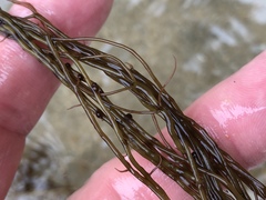 Gracilariopsis