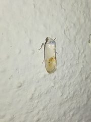 Ponometia virginalis