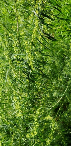 biennial wormwood