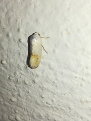 Ponometia virginalis