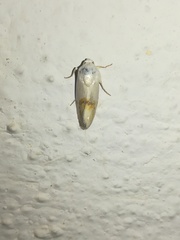 Ponometia virginalis