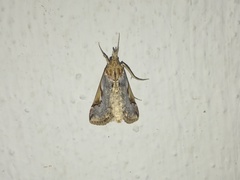 Loxostege albiceralis