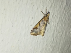 Loxostege albiceralis
