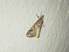 Loxostege albiceralis