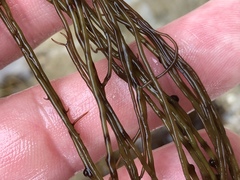 Gracilariopsis