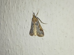 Loxostege albiceralis