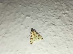 Conchylodes octonalis
