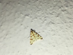 Conchylodes octonalis