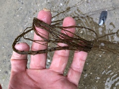 Gracilariopsis