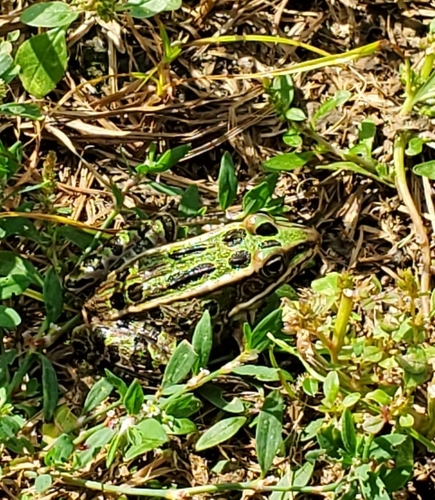 Northern Leopard Frog