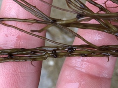 Gracilariopsis