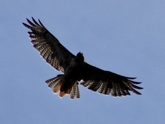 Buteo jamaicensis