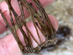 Gracilariopsis