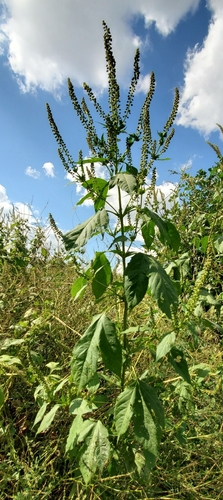 giant ragweed