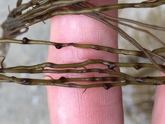 Gracilariopsis