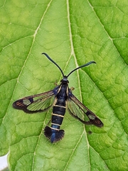 Synanthedon tipuliformis