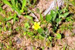 Viola purpurea