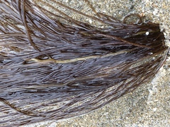 Gracilariopsis