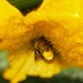Squash Bees - Photo (c) Carlos G Velazco-Macias, some rights reserved (CC BY-NC), uploaded by Carlos G Velazco-Macias