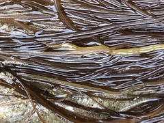 Gracilariopsis