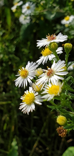 panicled aster