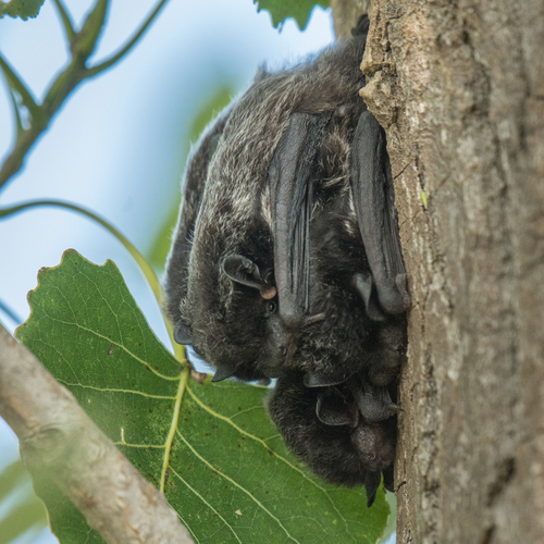 Silver-haired Bat photographed in Illinois