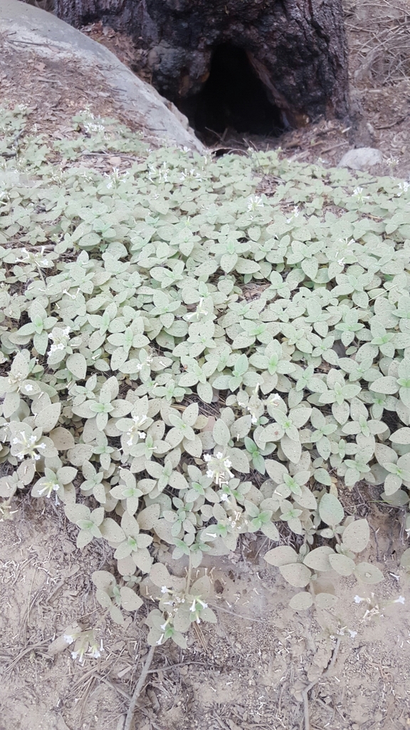 Draperia