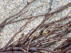 Gracilariopsis