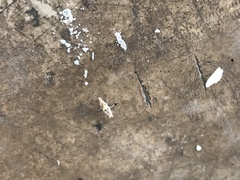 Neuroptera