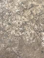 Neuroptera