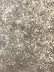 Neuroptera