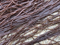 Gracilariopsis