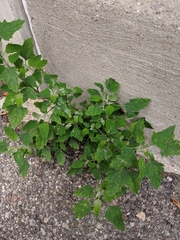 Chenopodium album
