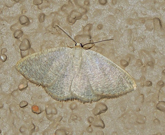 Pterospoda kunzei