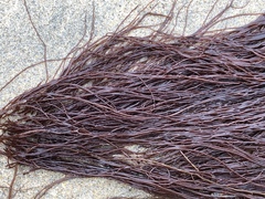 Gracilariopsis