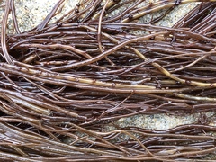 Gracilariopsis